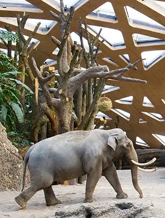 Elephant walking under the Texlon ETFE skylights.