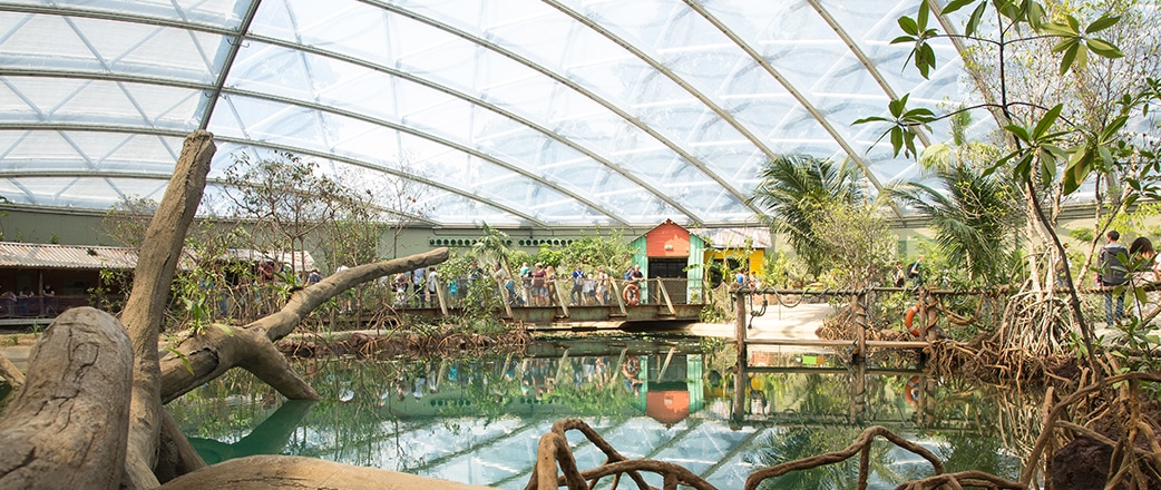 The energy efficient Mangrove Dome, with an area of 3,000 m², creates a new natural environment for various animals and plants.