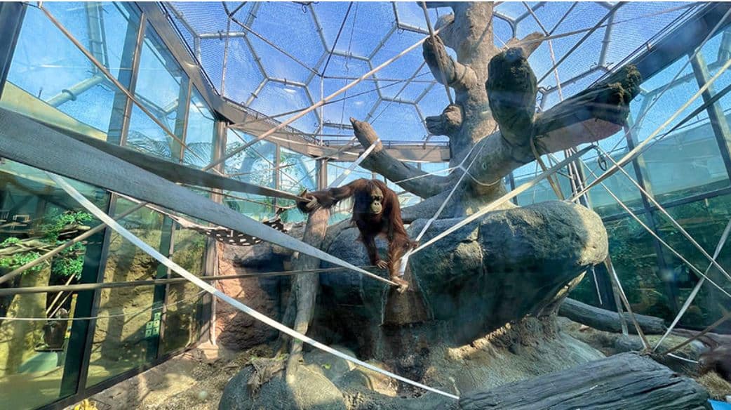 Check out the orangutan hanging out underneath the transparent ETFE geodesic dome.