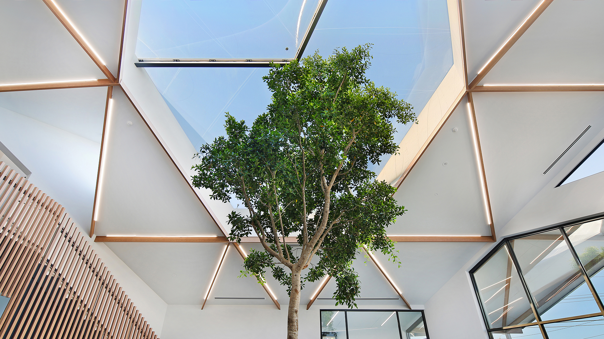 Der Eingang ist nun mit einem solitären Ficus-Hillii-Baum gestaltet, der unter drei zweilagigen ETFE-Kissen wächst. 