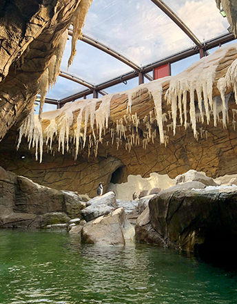 This Texlon® ETFE roof is the newest addition to Pairi Daiza zoo, one of Europe's most impressive zoos. Penguins enjoy the natural light.